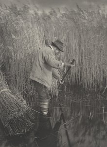 En vassskärare i arbete,1886 (foto)