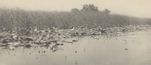Vattenliljor,1886 (foto)