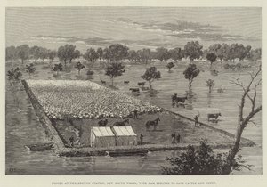 Översvämningar vid Brewon Station, New South Wales, med dammen byggd för att rädda boskap och får