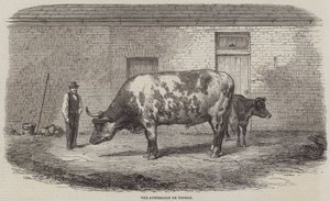 Den australiensiska Ox Tooran av Thomas Harrington Wilson