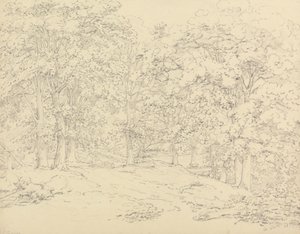 Träd i Ashtead Park, Surrey