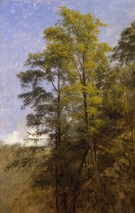 Tree Study, Catskill Clove, N.Y.