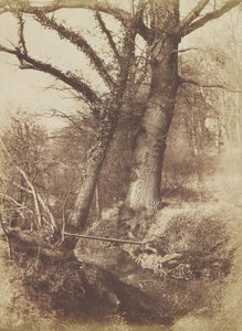 Träd, 1854-57. av Thomas Keith