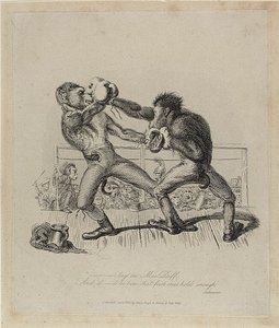 Monkeys Boxing, från Monkey-ana av Thomas Landseer