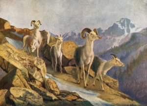 Fläktande får som kommer ner till foder (färglitografi) av Thomas Mower Martin