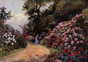 Kew Gardens: The Rhododendron Walk (färg litho)