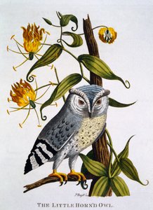 Little Horned Owl, från "Indian Zoology", publicerad 1790 av Thomas Pennant