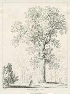 Blithfield - King Oak: ritning med penna och bläck av Thomas Peploe Wood