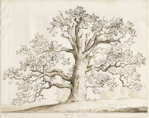 Blithfield - Squich Oak: penna och tvätt, 1837 av Thomas Peploe Wood