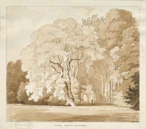 Ingestre - en studie av träd: sepiateckning, nd [?1838] (teckning) av Thomas Peploe Wood