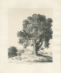 Shugborough Park - Ash Tree: ritning med penna och bläck av Thomas Peploe Wood