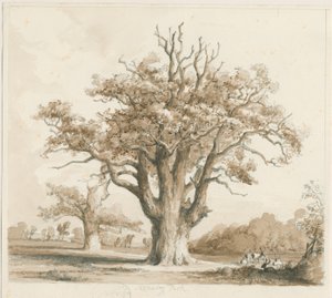 Teddesley Hall - Oak Trees: ritning med blyerts och tvätt, nd [nov 1842] av Thomas Peploe Wood