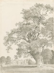 Tixall - Oak Tree: penn- och tvättritning av Thomas Peploe Wood