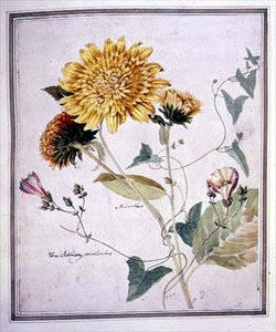 Helianthus och Convolvulus (akvarell på papper)