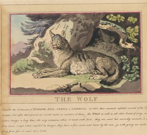 Ett set om åtta med titelsida. ”Utländska och inhemska djur.” 5. Vargen av Thomas Rowlandson