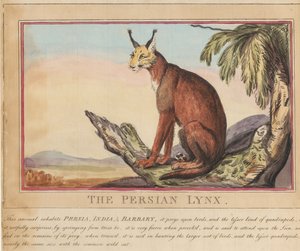 Ett set om åtta med titelsida. ”Utländska och inhemska djur.”  7.  Den persiska lodjuren av Thomas Rowlandson