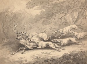Hjort nedlagd av en hundflock av Thomas Rowlandson