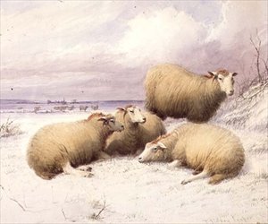 Får i snön (akvarell på papper)