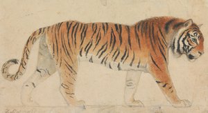En tiger, i helfigur, i profil, gående åt höger av Thomas Stothard