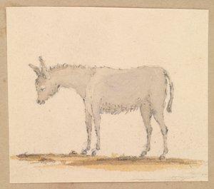 Studie av en åsna, ca 1820 (penna och bläck, lavering, akvarell) av Thomas Streatfeild