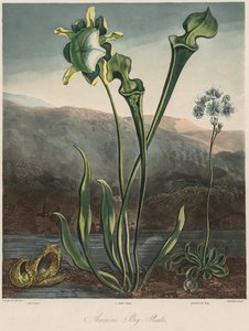 The Temple of the Flora: American Moss Plants. av Thomas Sutherland