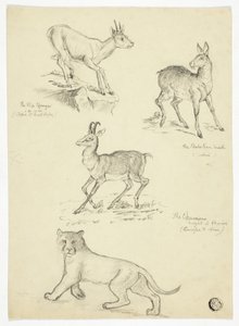 Chamois, Musk, Klipbok och Lion av Thomas Uwins