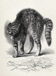Katt skräckslagen av en hund, från Charles Darwins "The Expression of the Emotions in Man and Animals", 1872 (litho)