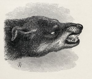 Hoved af snerrende hund, fra Charles Darwins 
