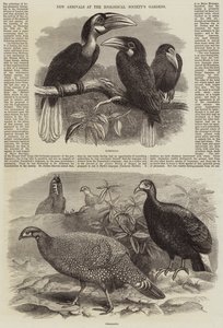 Nyanlända till Zoologiska Sällskapets trädgårdar av Thomas W. Wood