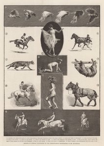 Djurens rörelser illustrerade med hjälp av Muybridges ögonblicksfotografier. av Thomas Walter Wilson