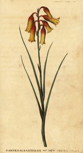Julklockor, Blandfordia nobilis., 1800 (gravyr)