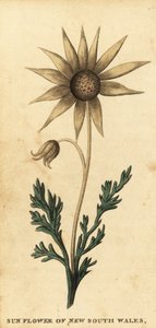 Flanellblomma, Actinotus helianthi. ,1800 (gravyr)