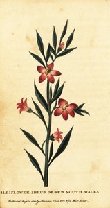 Gilliflower buske i New South Wales. ,1800 (gravyr)