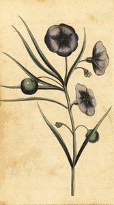 Potatis-äppleblomma i New South Wales, Australien. ,1800 (gravyr)