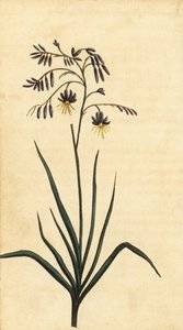 Stenblomma i New South Wales, Australien. ,1800 (gravyr)