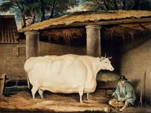 A Short Horned Heifer, graverad av William Ward, Dartington, 1811 (färggravyr)