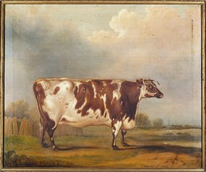 Wildair, en åttaårig kviga i ett flodlandskap, 1827