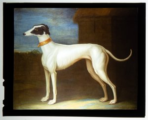 En favorit bland vinthundar av Thomas of Pall Mall Butler