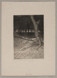 Skogsinteriör. Kväll