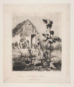 Solrosorna vid huset