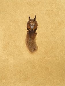 Leaping Red Squirrel - (akvarell och gouache på papper)