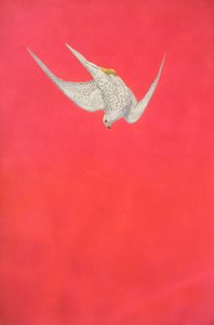 Rosa Swoop; Gyrfalcon