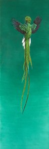 Quetzal (akvarell och gouache på papper) av Tim Hayward