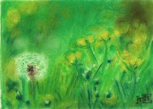 Sommarfält med maskrosor