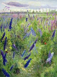 Delphiniums og Emerging Sunswed av Timothy Easton