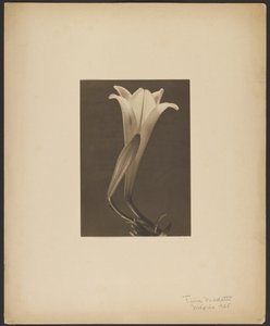 Nr 1. av Tina Modotti