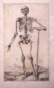 Anatomisk studie, av Domenico Maria Bonavera (f.1640) (etsning och torrnål)