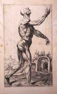 Anatomisk studie, av Domenico Maria Bonavera (f.1640) (etsning och torrnål)