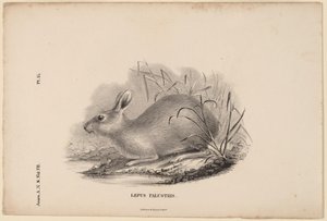 Träskhare av Titian Ramsay Peale