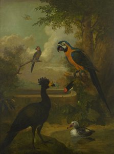 Macaw och andra fåglar i ett landskap
